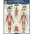 Muscular System: ADV- Laminated 3-Panel Info Guide